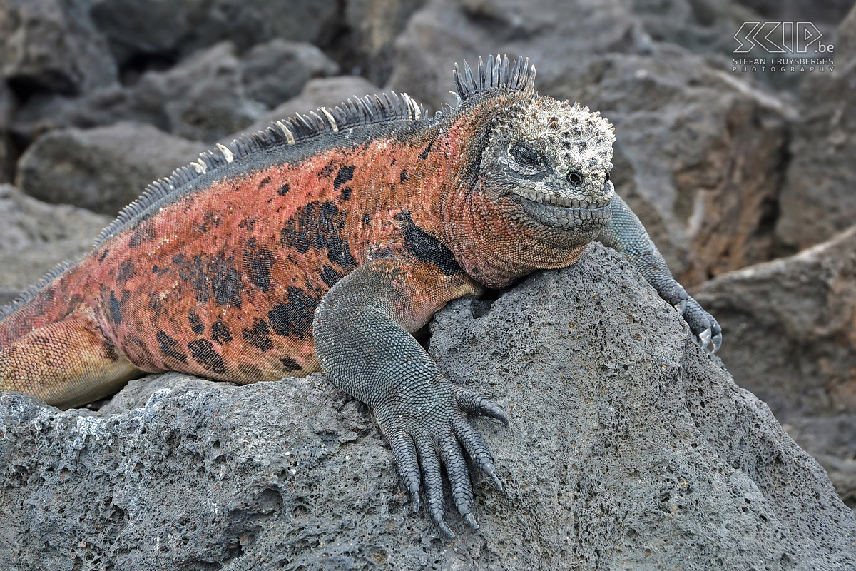 Galapagos - Floreana - Zeeleguaan Grote zeeleguaan die in het broedsezoen rood kan kleuren. Ze zijn uniek want ze leven in de zee en eten zeewier en algen maar ze hebben de zon en de rotsen ook nodig om op te warmen na een duik. Stefan Cruysberghs